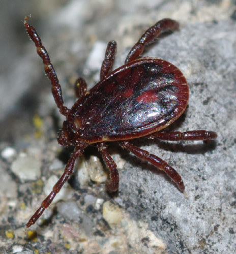 Zecca